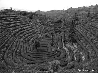 Suichang, Zhejiang, Tea hills